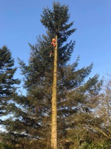 Tree surgery Hilton Park GGM