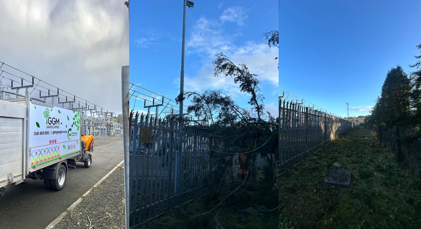 Emergency Tree Removal January 2025