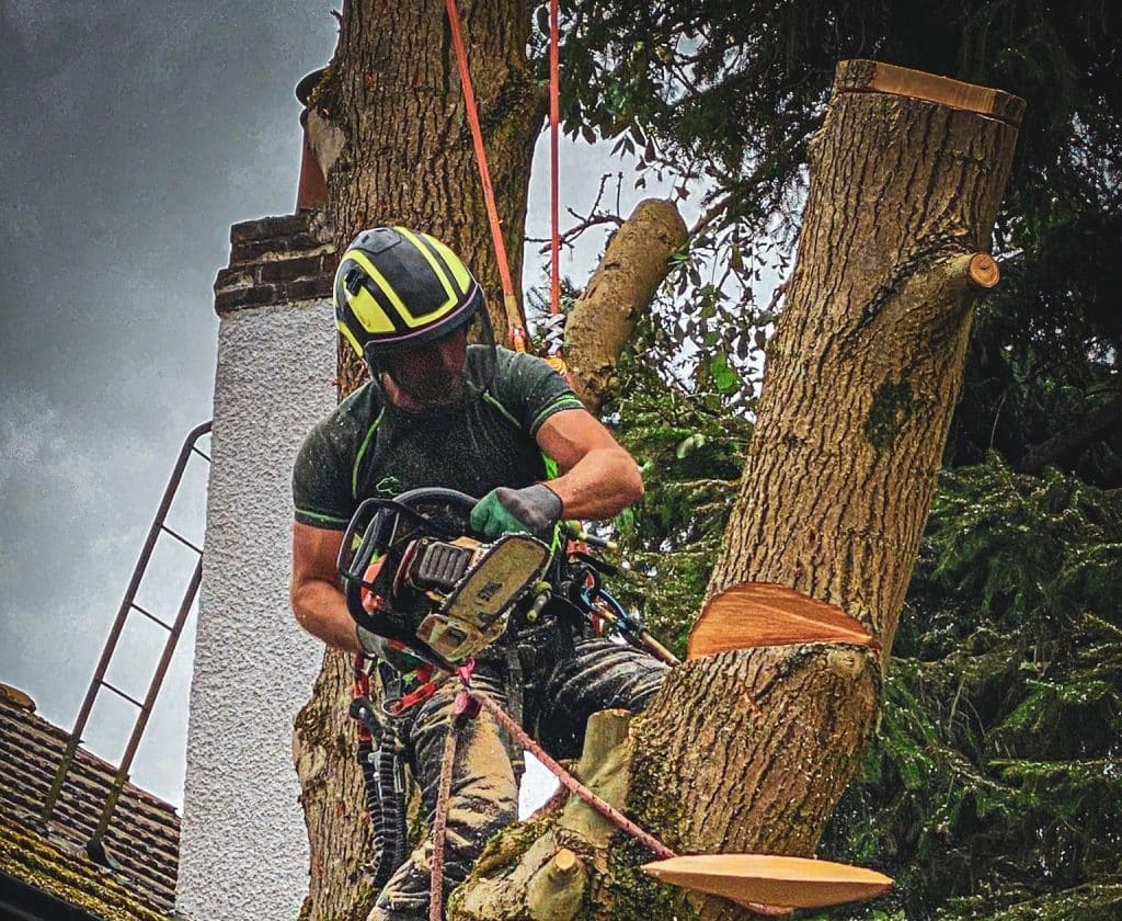 Tree Removal Kilmacolm
