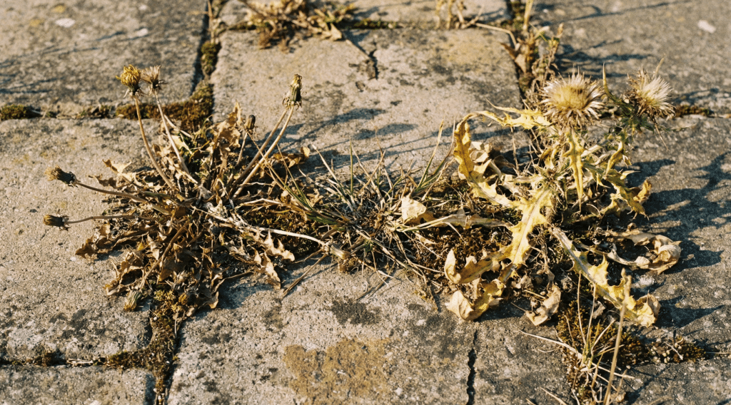 Does Salt Kill Weeds in Block Paving