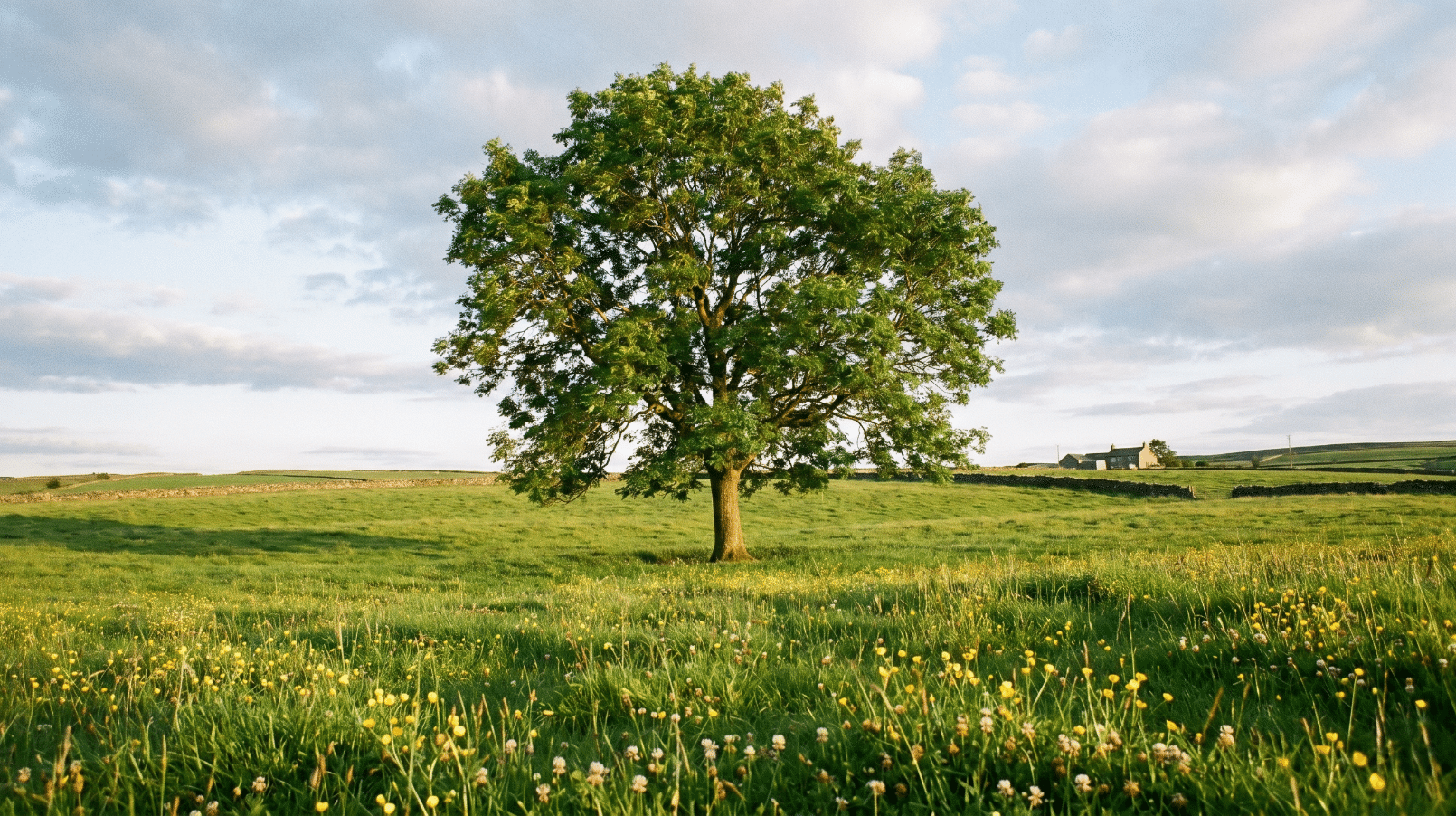ash tree