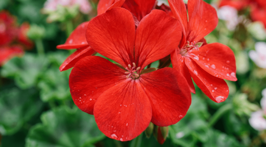 Geranium -Best Low Maintenance Plants for Gardens UK