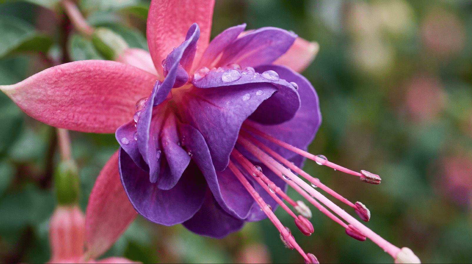 fuchsia -Summer Bedding Plants for Scottish Gardens