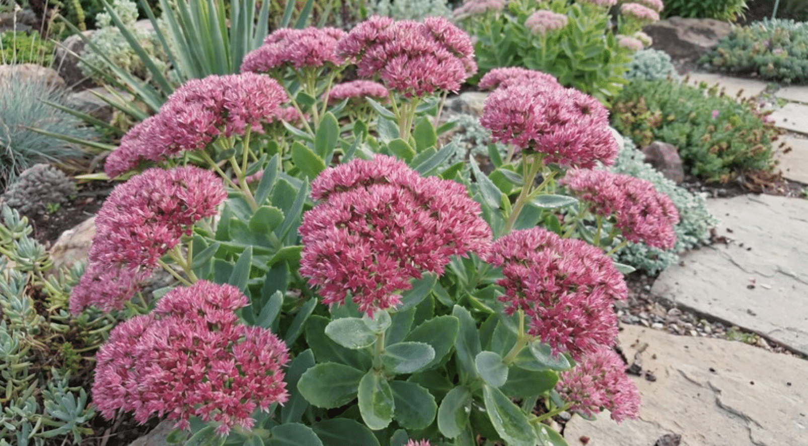 sedum
