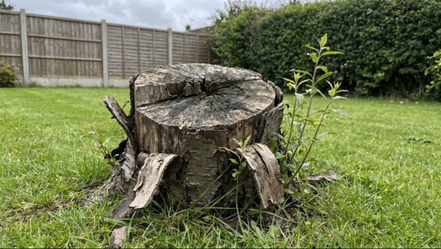 dying tree stump