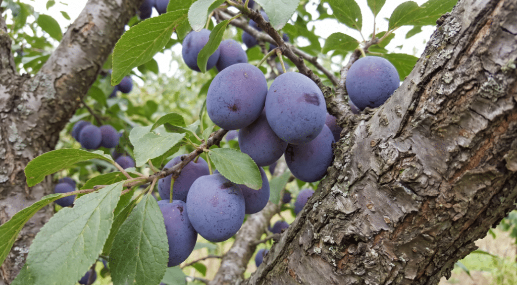 seasonal-fruit-september