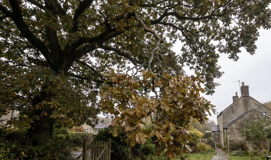 broken tree branch