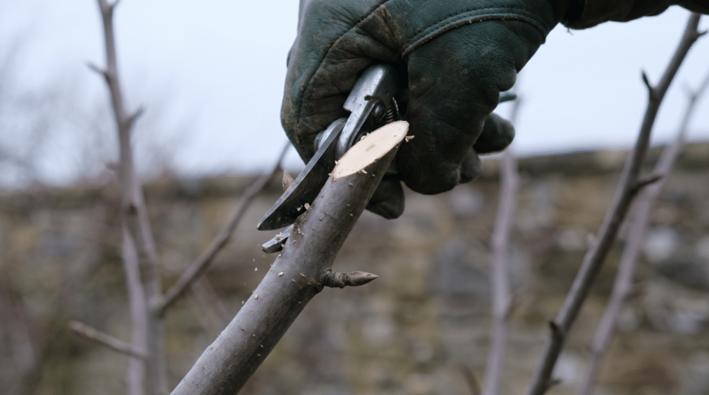pruning pear trees
