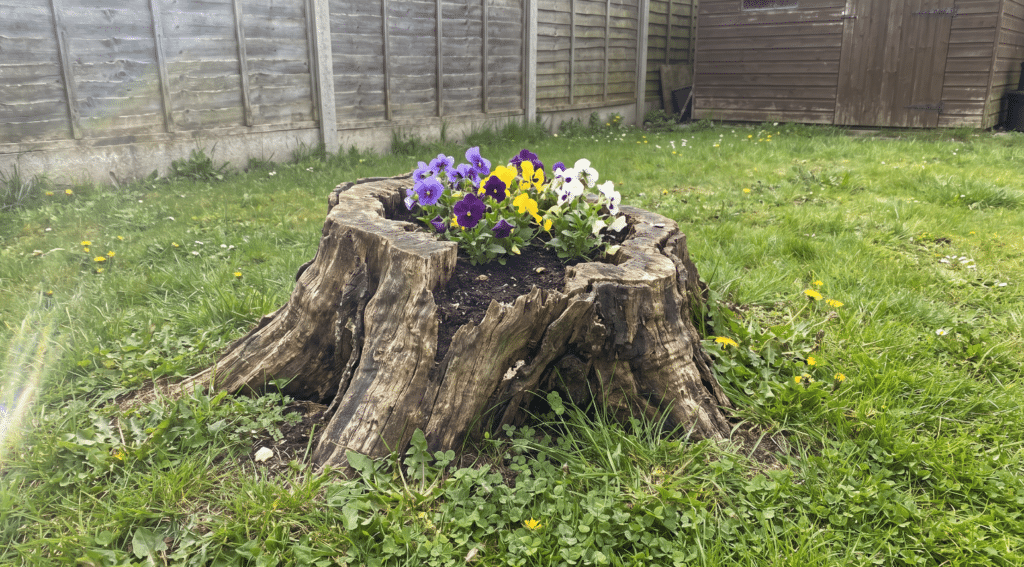 Creative Tree Stump Ideas for Your Garden