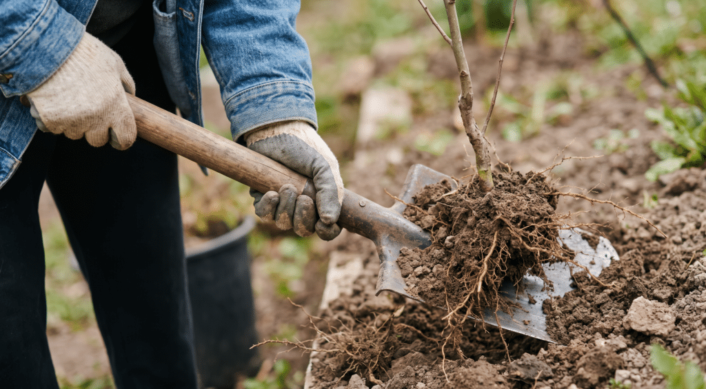How to Remove a Tree Stump by Hand